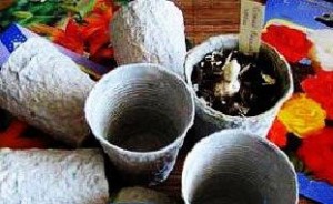 Торфяные горшочки своими руками Торфяные горшочки своими руками