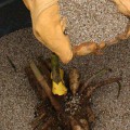 Подкормка клубники во время цветения Подкормка клубники во время цветения